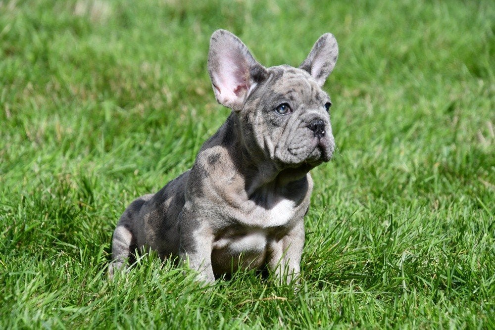 Franse Bulldog pups te koop, Dieren en Toebehoren, 15 weken tot 1 jaar, Buitenland, Bulldog, Meerdere