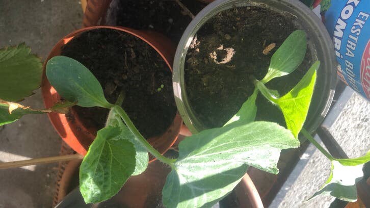 Fles Pompoen plantjes, Ophalen of Verzenden, Eenjarig, Groenteplanten, Volle zon