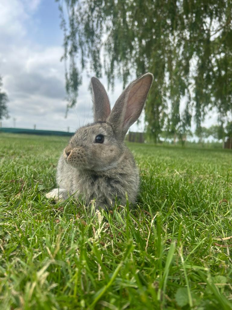 Vlaamse reus voedster, Dieren en Toebehoren, Konijnen, Vrouwelijk, Groot