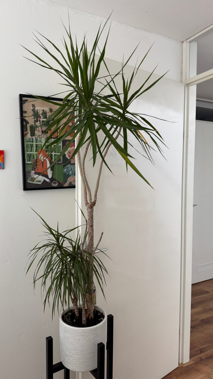 Prachtige Dracaena Marginata, Huis en Inrichting, Kamerplanten, Ophalen, 100 tot 150 cm, Halfschaduw, In pot