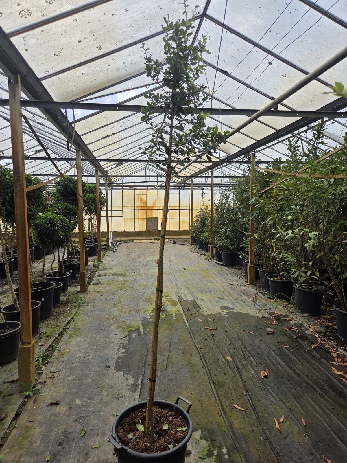 Steeneik (Quercus ilex) - 2 meter hoog, Tuin en Terras, Bloeit niet, Overige soorten, 100 tot 250 cm, Ophalen
