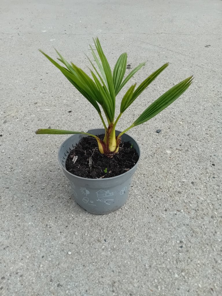 Trachycarpus Fortunei, Volle zon, Ophalen of Verzenden, Zomer, Palmboom