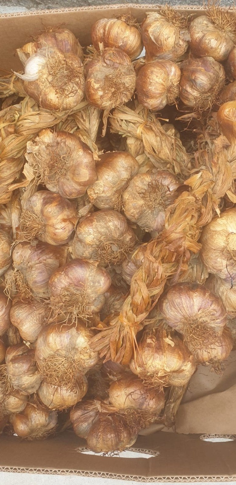 Gerookte knoflook binnenkort, Ophalen of Verzenden