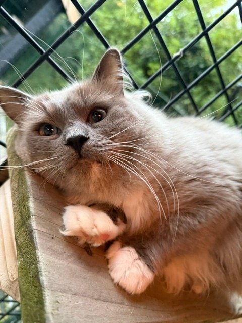 Dekkater Ragdoll Blue Mink Mitted TE KOOP met stamboom, 0 tot 2 jaar