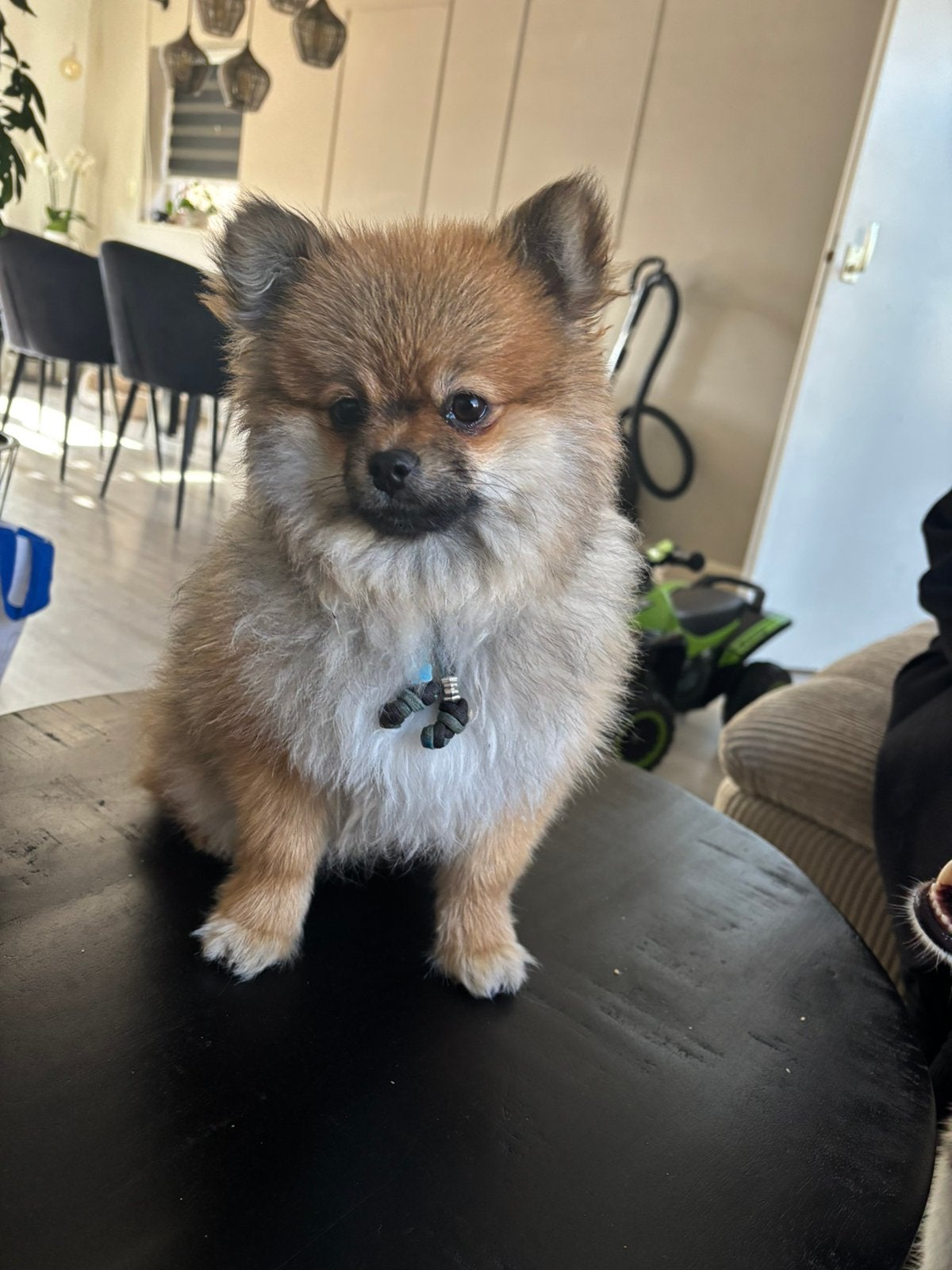 Klein blijvende pomeriaan, Parvo, Keeshond, 15 weken tot 1 jaar, Reu