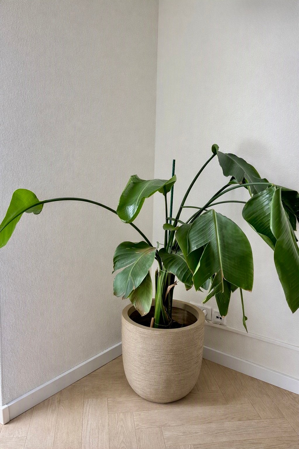 Strelitzia Nicolai plant + Capi Europe pot • trendy beige, Ophalen, 100 tot 150 cm, Overige soorten, Halfschaduw