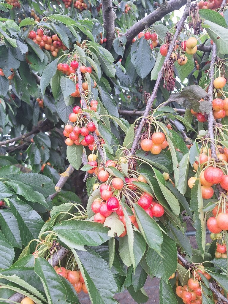 biologische Spaanse kersen vers van de boom, Diversen, Levensmiddelen, Ophalen