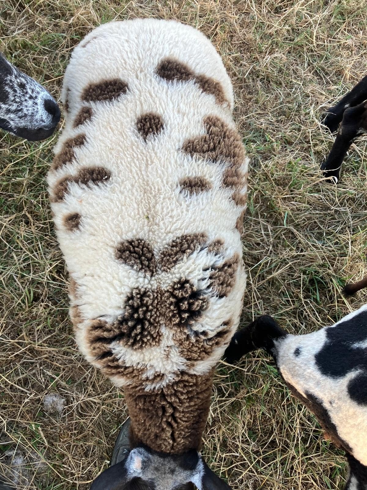 2 mooie ooilammeren te koop, Dieren en Toebehoren, Schapen, Geiten en Varkens, Mannelijk, Geit