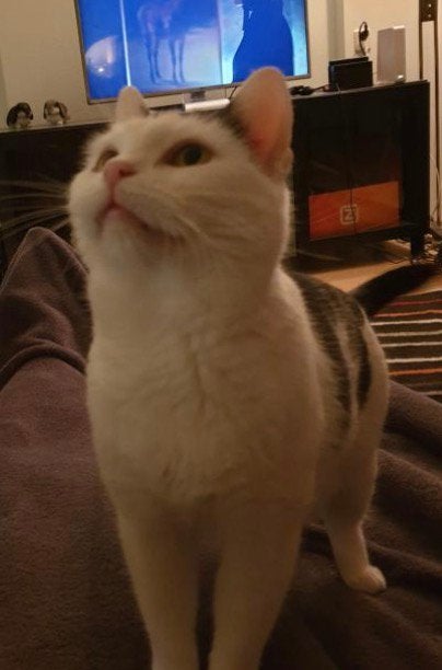 Yetje - kat voor adoptie, Ophalen