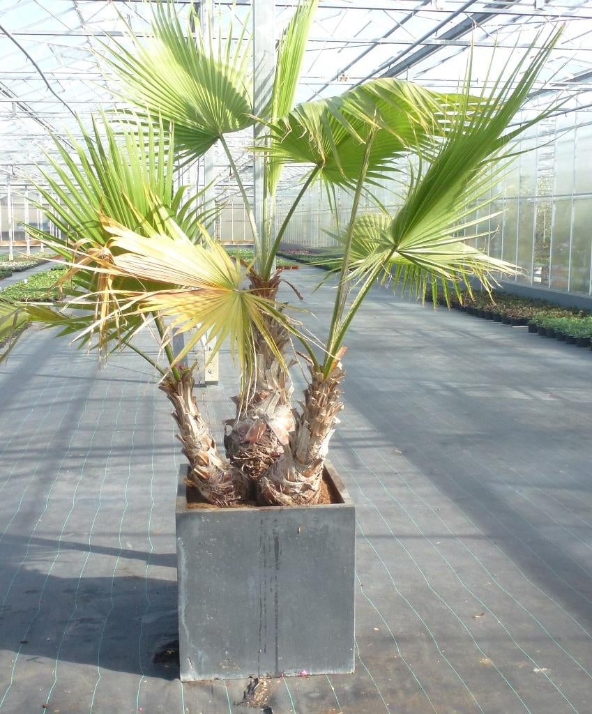 Washintonia palm, Ophalen, Bloeit niet, Overige soorten, Volle zon
