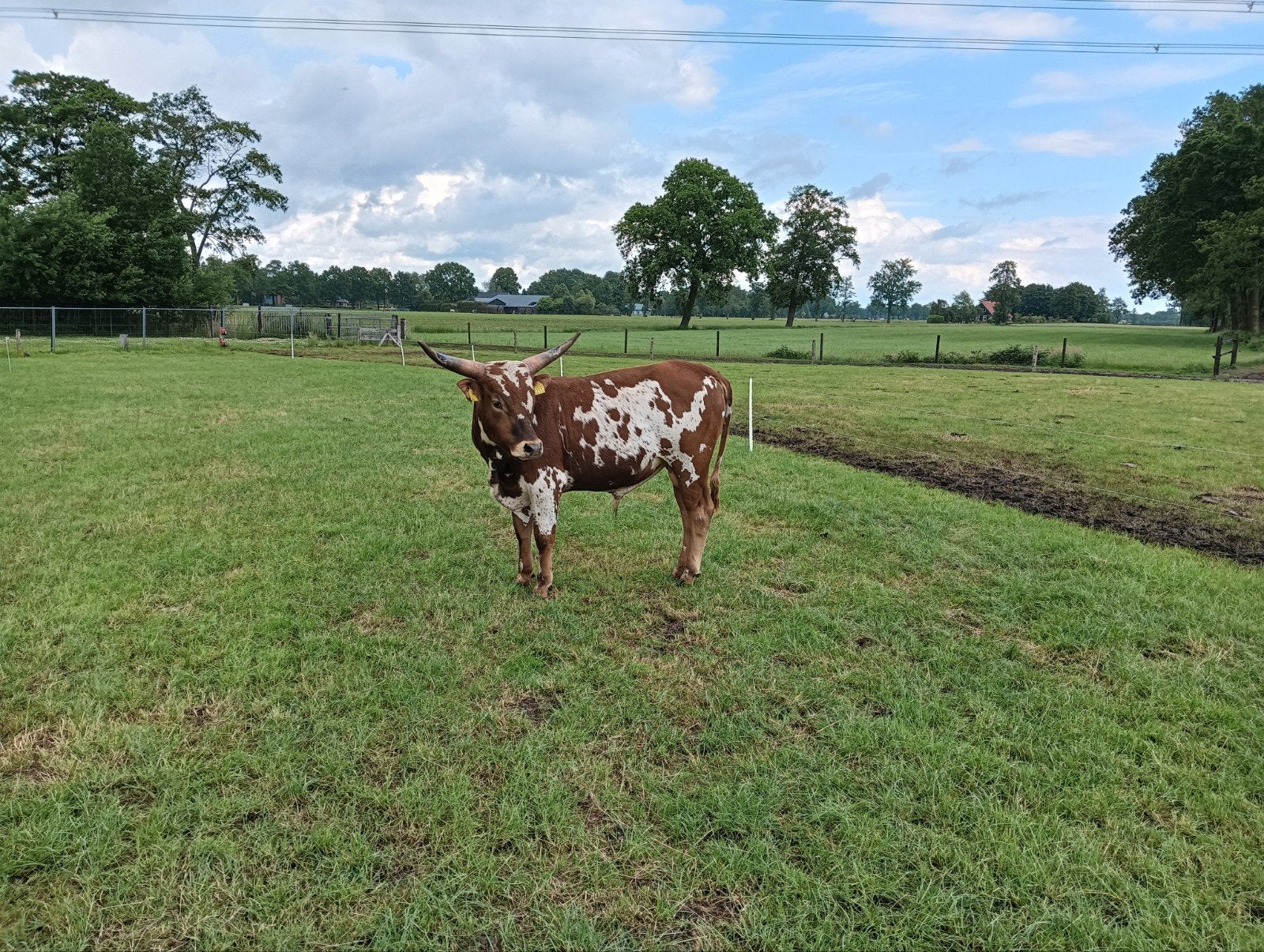 Te koop mooie rustige 2 jarige Texas longhorn stier, Dieren en Toebehoren, Runderen, Mannelijk