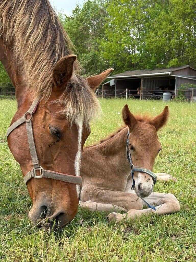 Rocky Mountainhorse geboren 02-05-2026. Te Koop!, Merrie