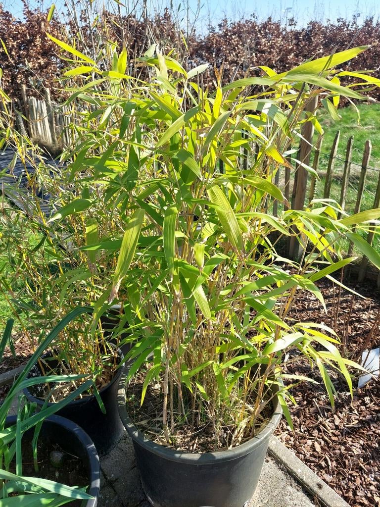 Mooie groenblijvende bamboe - nu 1.20m hoog, Tuin en Terras, Planten | Tuinplanten, Ophalen, Vaste plant, Siergrassen, Bloeit niet