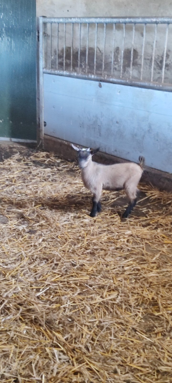 2 babybokjes te koop, Mannelijk, Geit, 0 tot 2 jaar