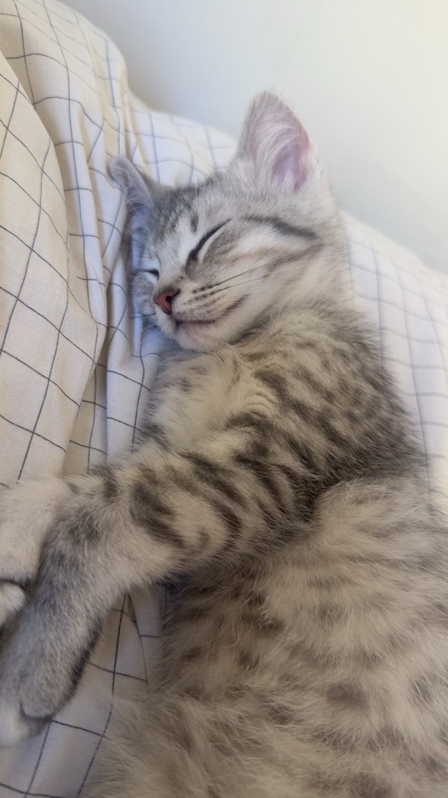 ً, Dieren en Toebehoren, Katten en Kittens | Overige Katten