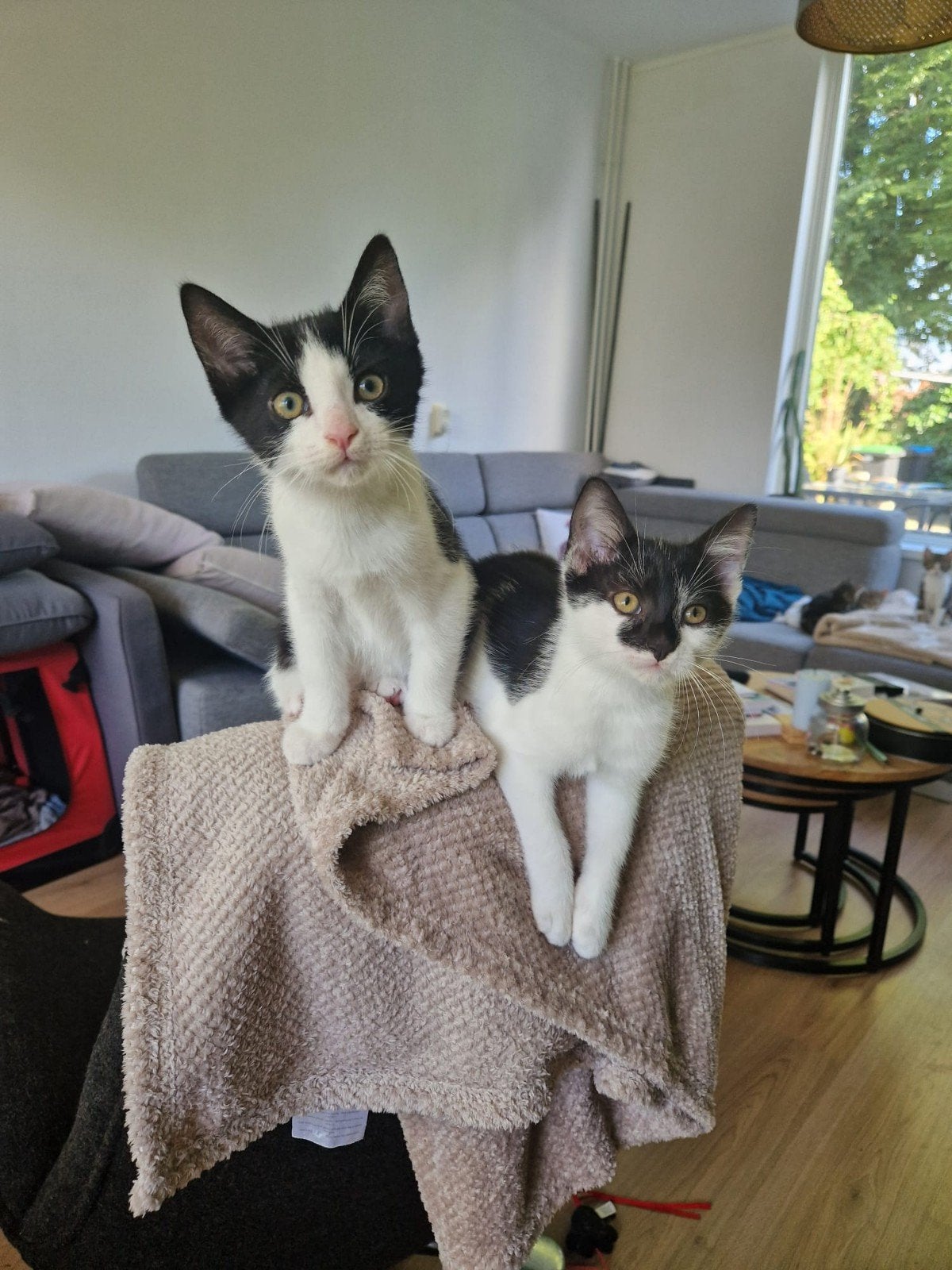 2 zwart witte  katers 16weken, Dieren en Toebehoren, Katten en Kittens | Overige Katten, Meerdere dieren