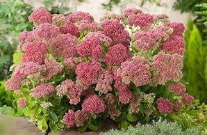 Tuinplant Sedum biologisch, Ophalen, Vaste plant, Overige soorten, Volle zon