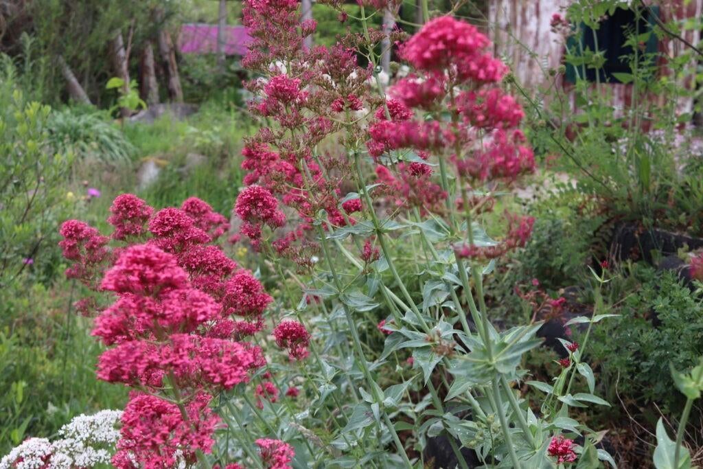 Zaden Centranthus ruber, Verzenden, Volle zon