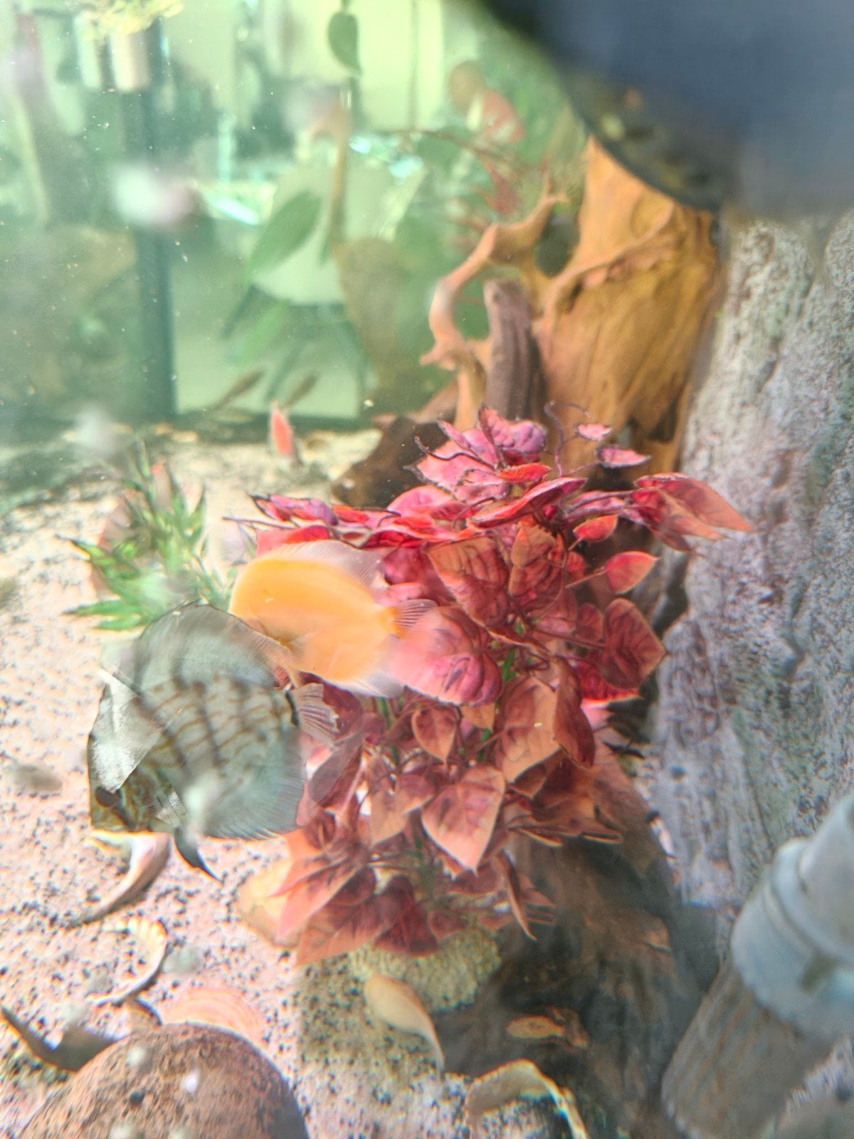 Gezonde Discus vissen, Dieren en Toebehoren, Vis, Zoetwatervis, Schoolvis