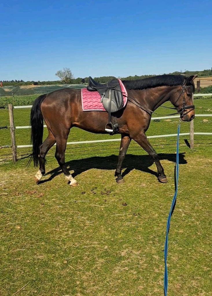 Paard & pony training + zadelmak maken – ervaren & rustig, Ophalen of Verzenden