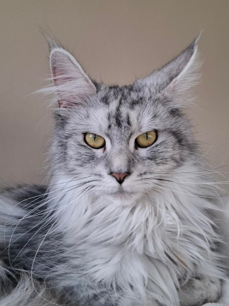 Super mooie lieve Maine Coon dame, Dieren en Toebehoren, Katten en Kittens | Raskatten | Langhaar, Poes