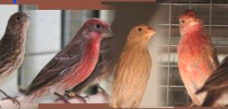 mutatie Mexicaanse roodmus, Dieren en Toebehoren, Vogels | Overige Vogels, Meerdere dieren, Tropenvogel, Geringd