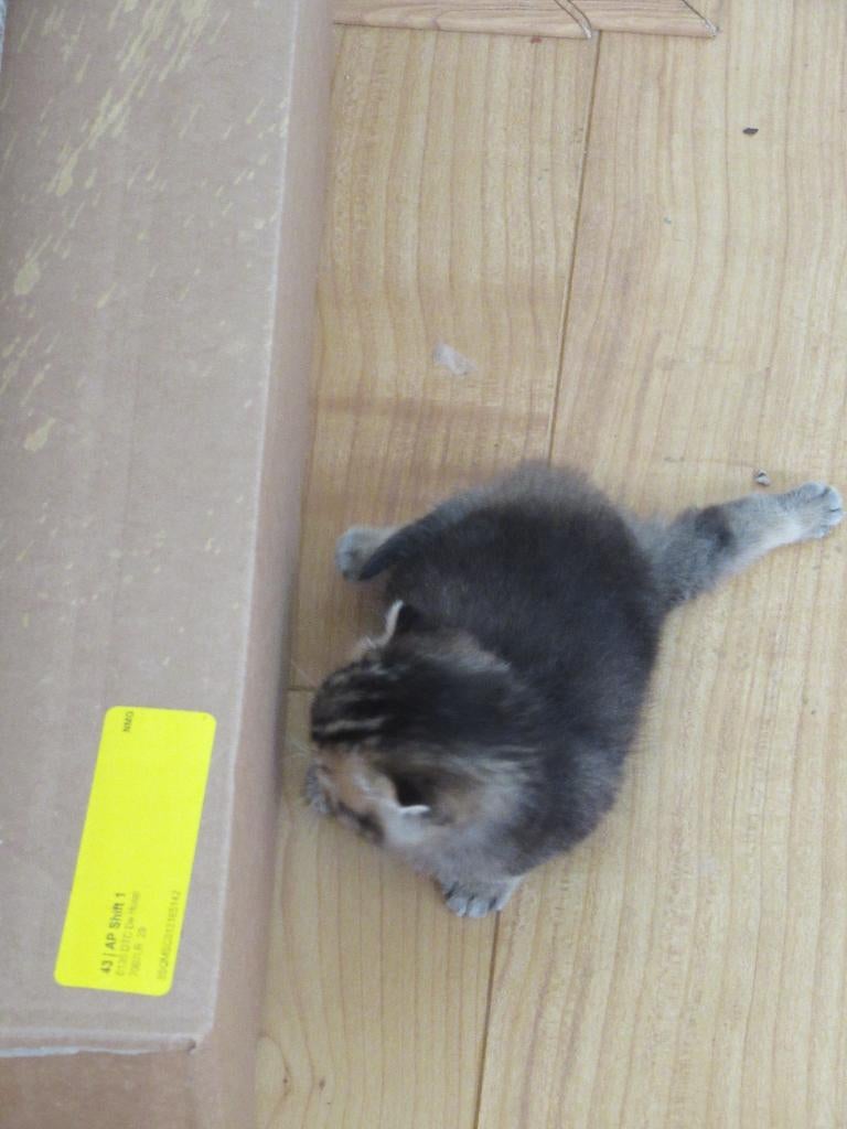 Kitten (v), Britse Korthaar, Poes, Ontwormd, 0 tot 2 jaar