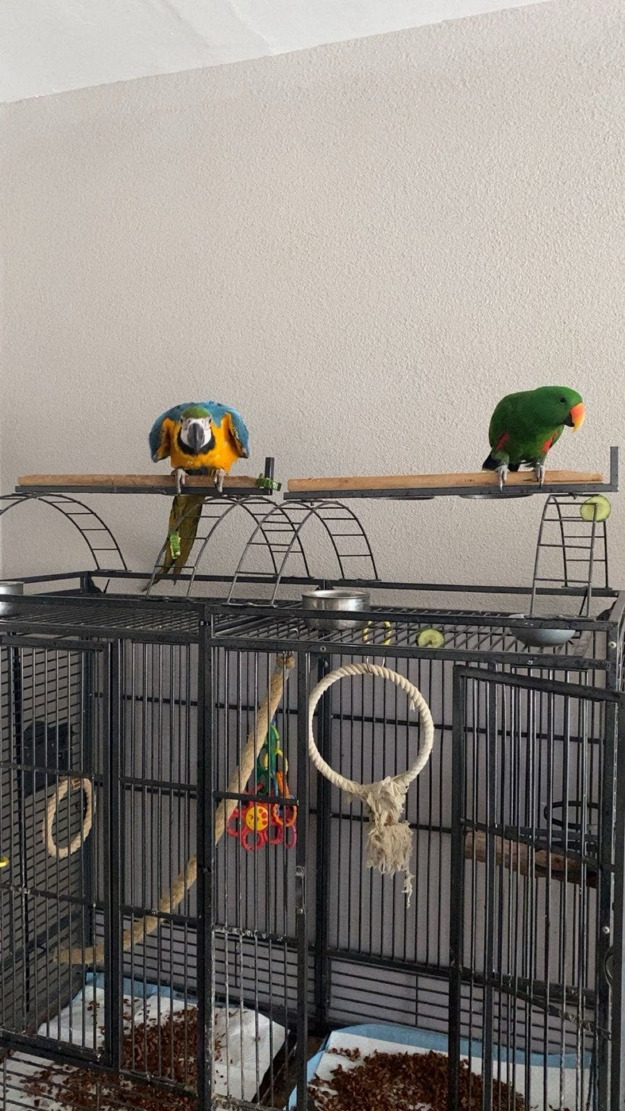 Dubbele papegaaien kooi 'teanb', Dieren en Toebehoren, Ophalen, Gebruikt, Metaal, Vogelkooi