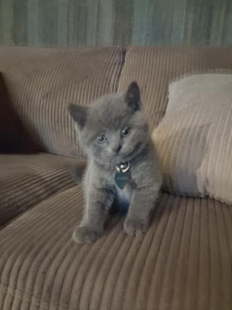 Britse korthaar kittens(blauw) mogen direct weg, Dieren en Toebehoren, Katten en Kittens | Raskatten | Korthaar, Kater