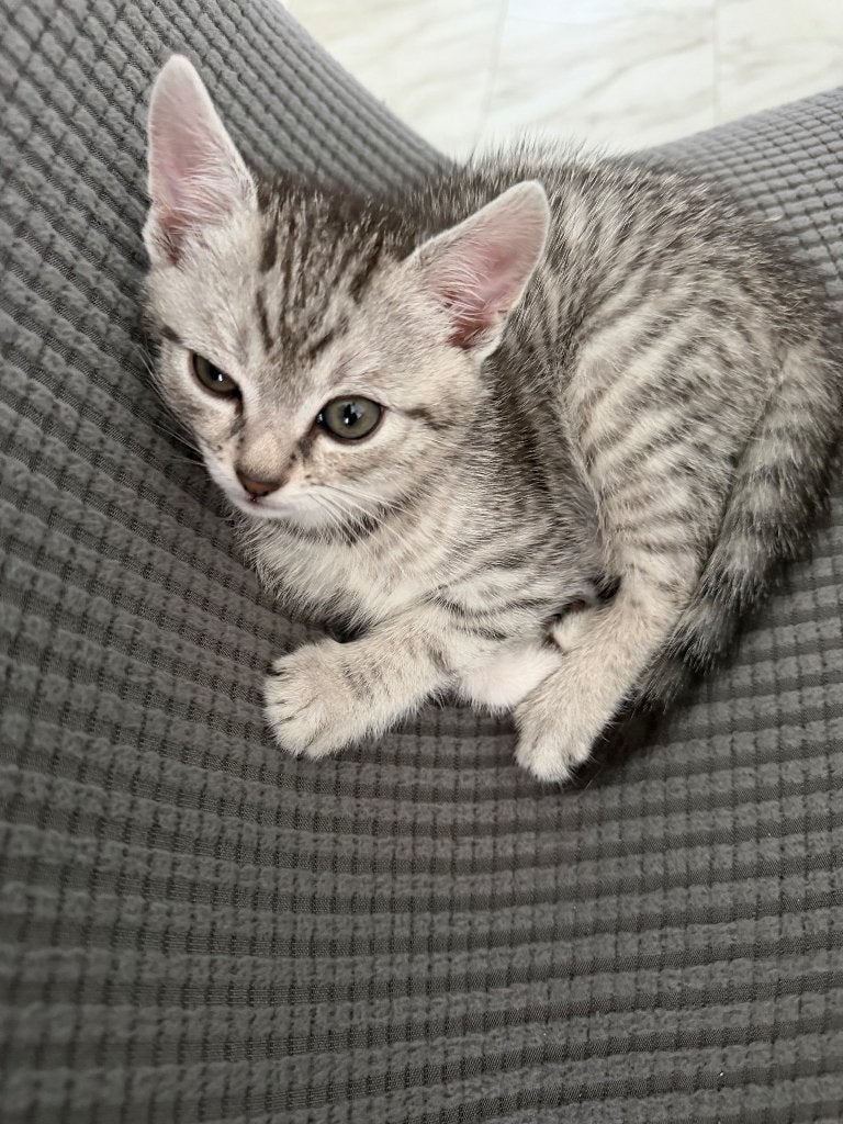 Kitten, Kater, Kortharig, 0 tot 2 jaar