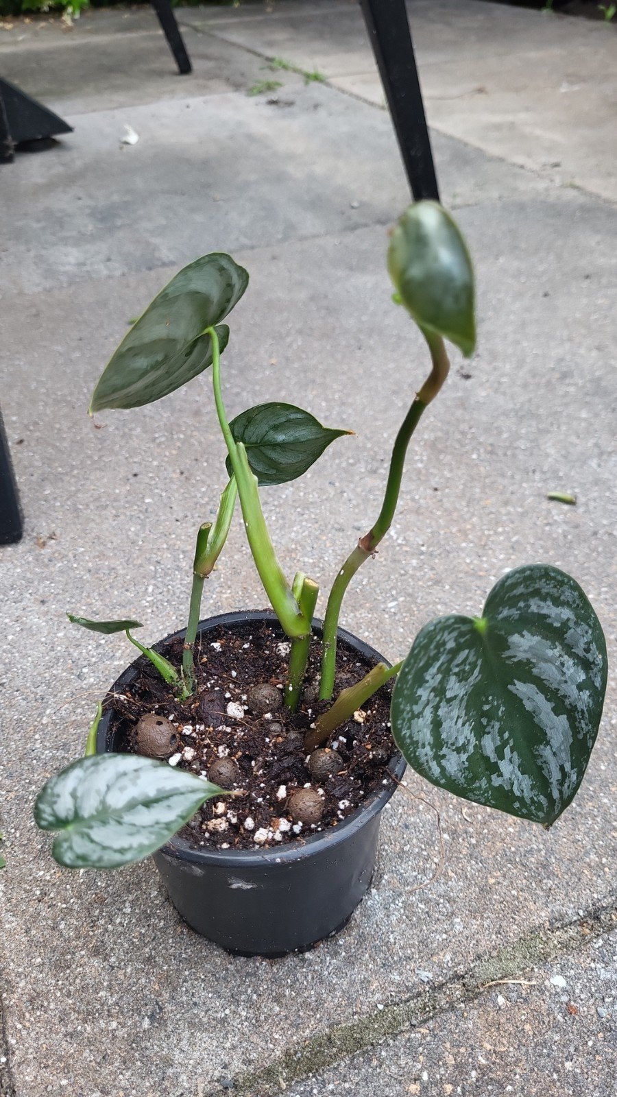 Philodendron Brandtianum - Meerdere stekken in pot, Overige soorten, In pot, Minder dan 100 cm, Groene kamerplant