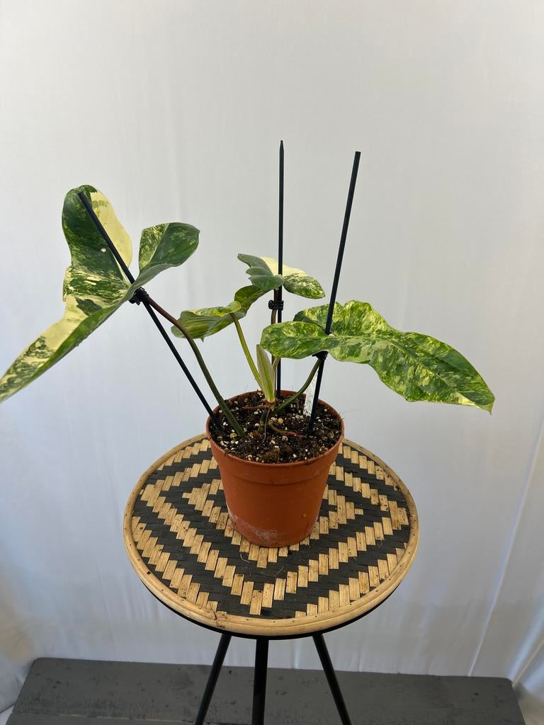 Philodendron Florida Beauty x Billiaetea - Zeldzaam!, Overige soorten, In pot, Minder dan 100 cm, Groene kamerplant