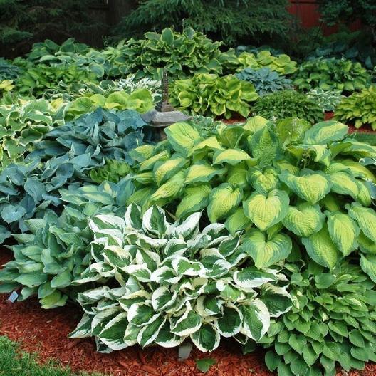 Hosta’s verschillende soorten., Vaste plant, Halfschaduw, Zomer, Ophalen