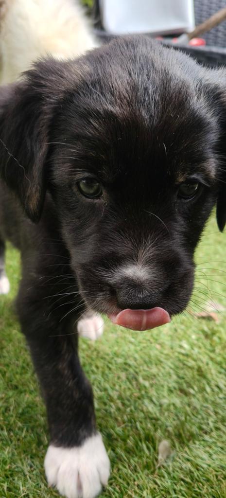 Pups Australian Shepherd x Golden retriever LAATSTE TEEFJE, Parvo, Overige rassen, 8 tot 15 weken, Teef
