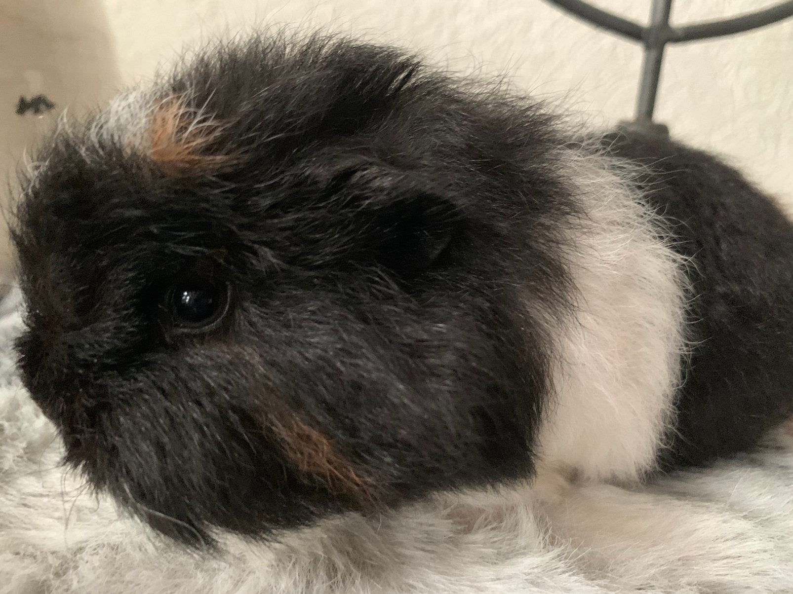 Superlieve ch teddy cavia!, Cavia, Augustus, Vrouwelijk, Tam