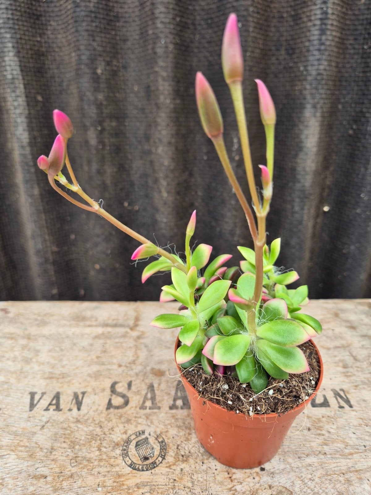 Anascampseros rufescens Variegata p8, Ophalen of Verzenden, Halfschaduw, Minder dan 100 cm