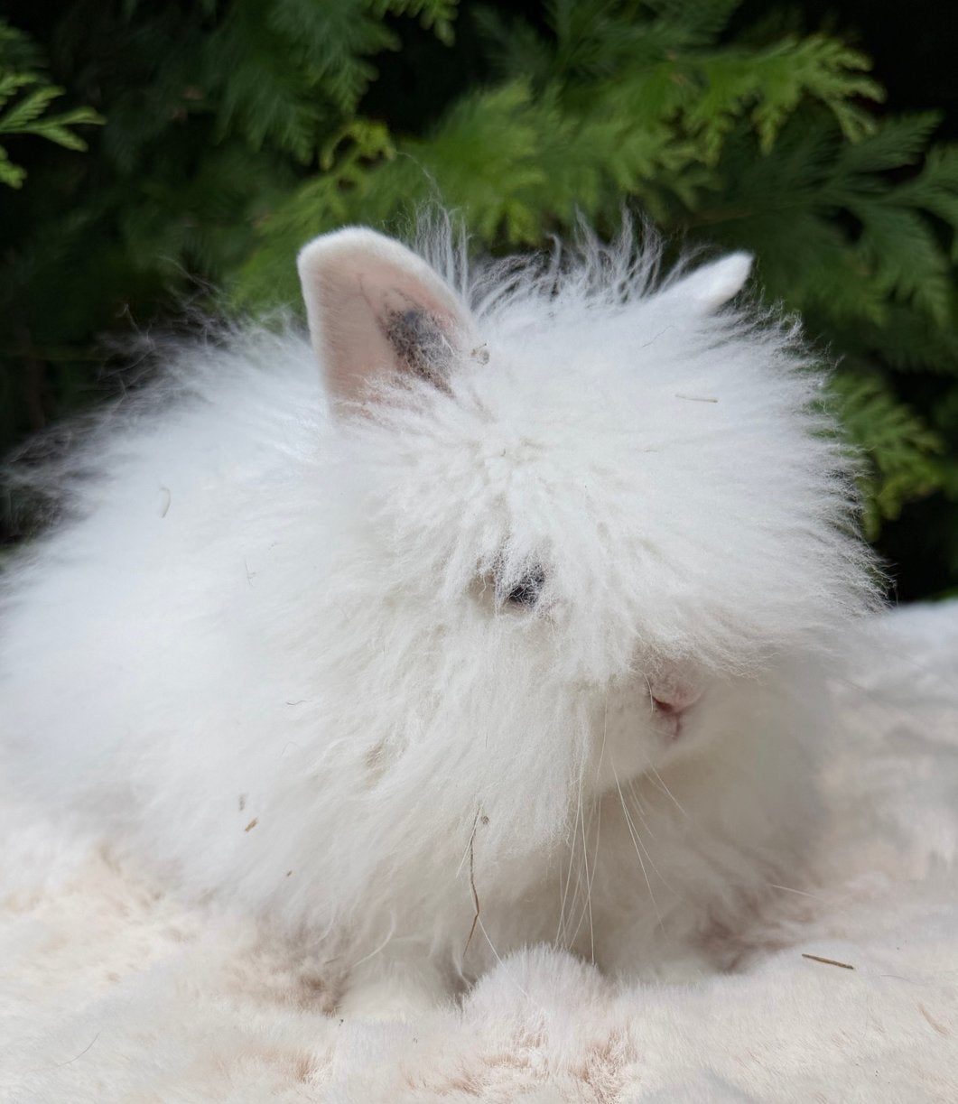 Lief konijnenkoppel Franny (Minilop) & Missy (Teddy dwerg), Meerdere dieren, Dwerg, Hangoor, 0 tot 2 jaar