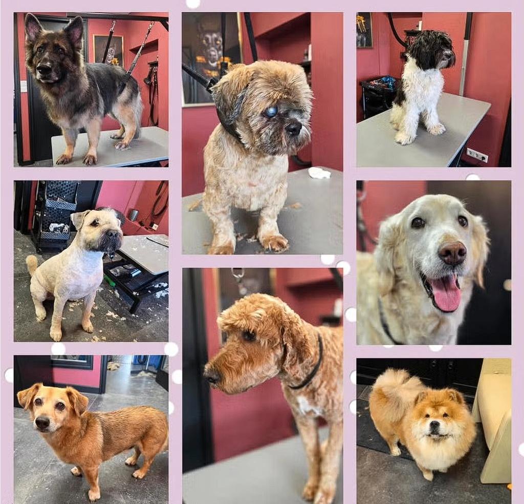 Trimsalon Foofur de trimsalon voor omgeving Uden, Zeeland,, Dieren en Toebehoren, Ophalen, Trimsalon Foofur, Kreitsberg 4, 5411RH Zeeland