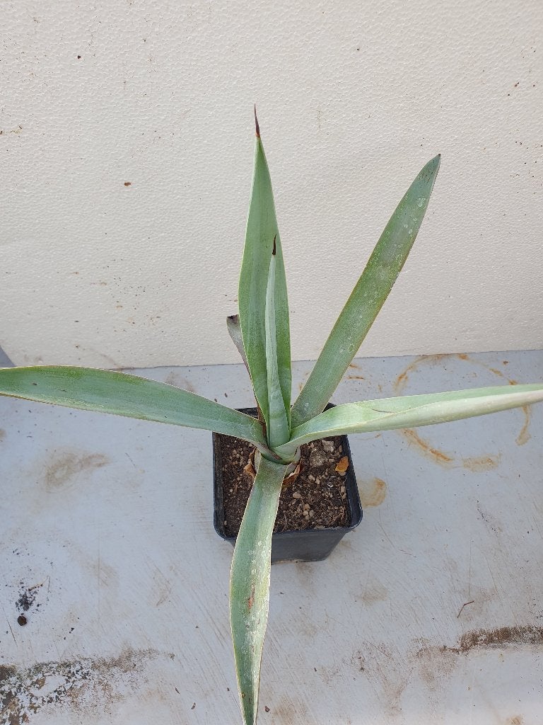 Agave Sisalana, Ophalen of Verzenden, Bloeit niet, Overige soorten, Volle zon