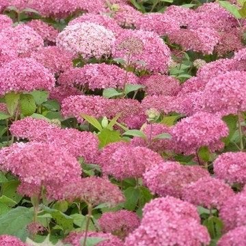 Hydrangea arb. Pink Annabelle, Ophalen, Zomer, Overige soorten, Volle zon