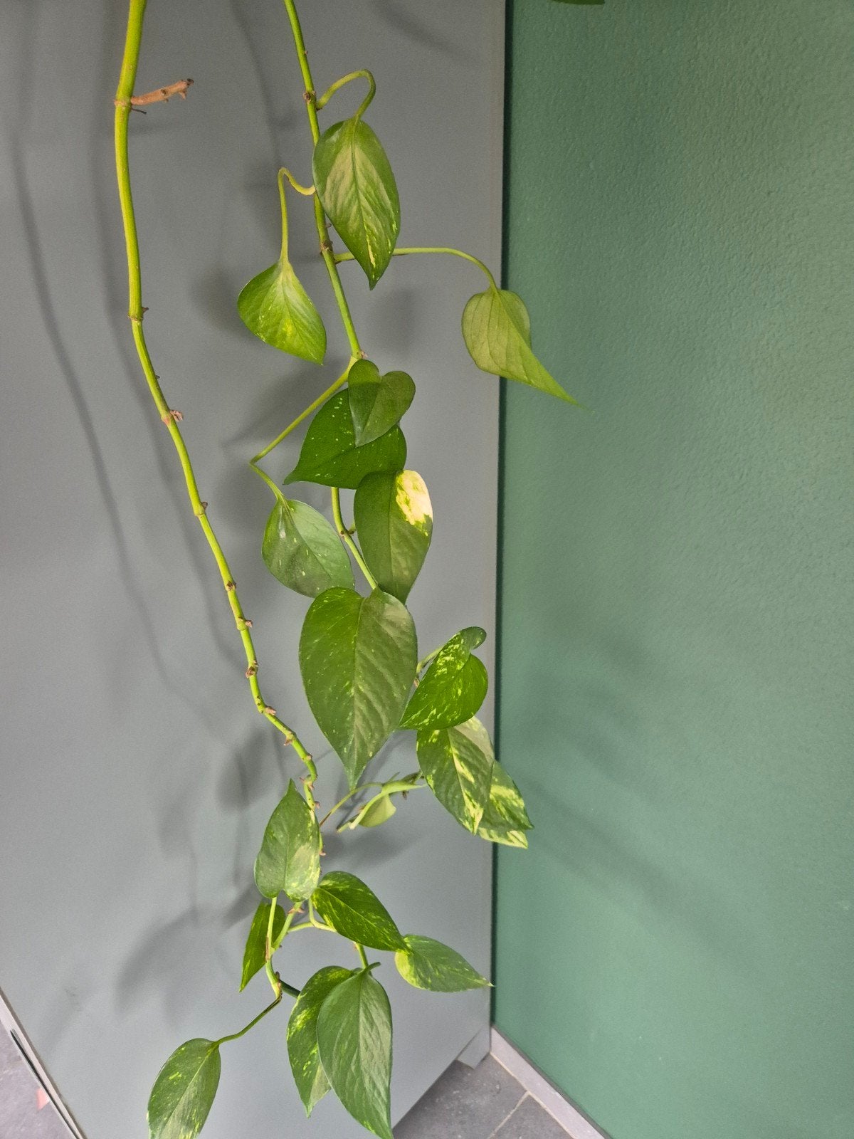 Drakenklimop (Epipremnum aureum), Ophalen, Minder dan 100 cm, Lente