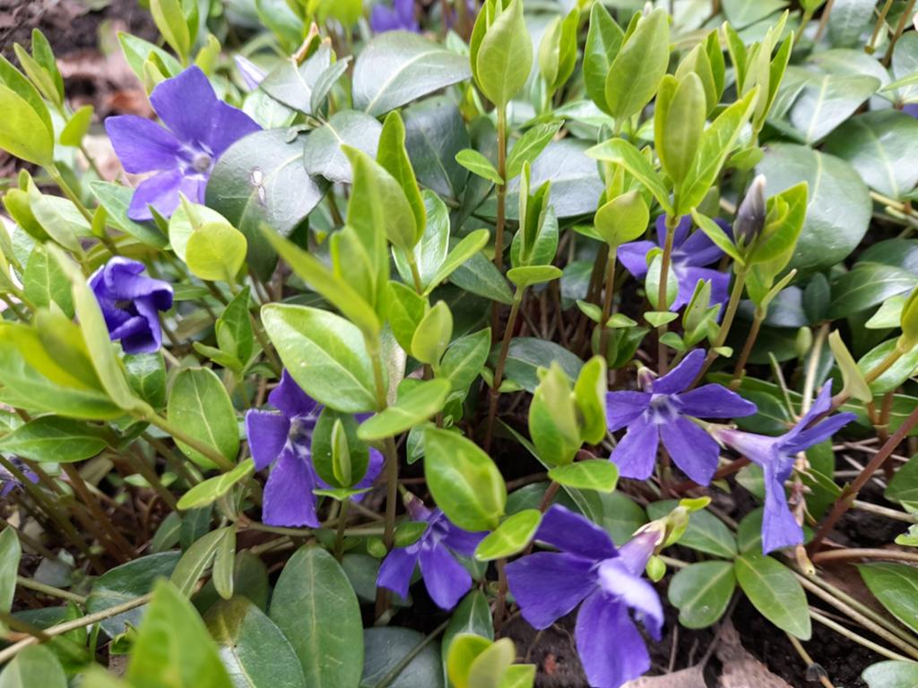 Vinca Minor, maagdenpalm, Tuin en Terras, Ophalen, Bodembedekkers, Vaste plant, Halfschaduw
