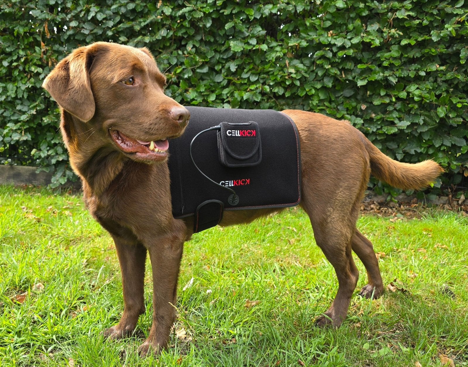 Cellkick rood licht therapie voor honden en paarden, Ophalen of Verzenden, Nieuw