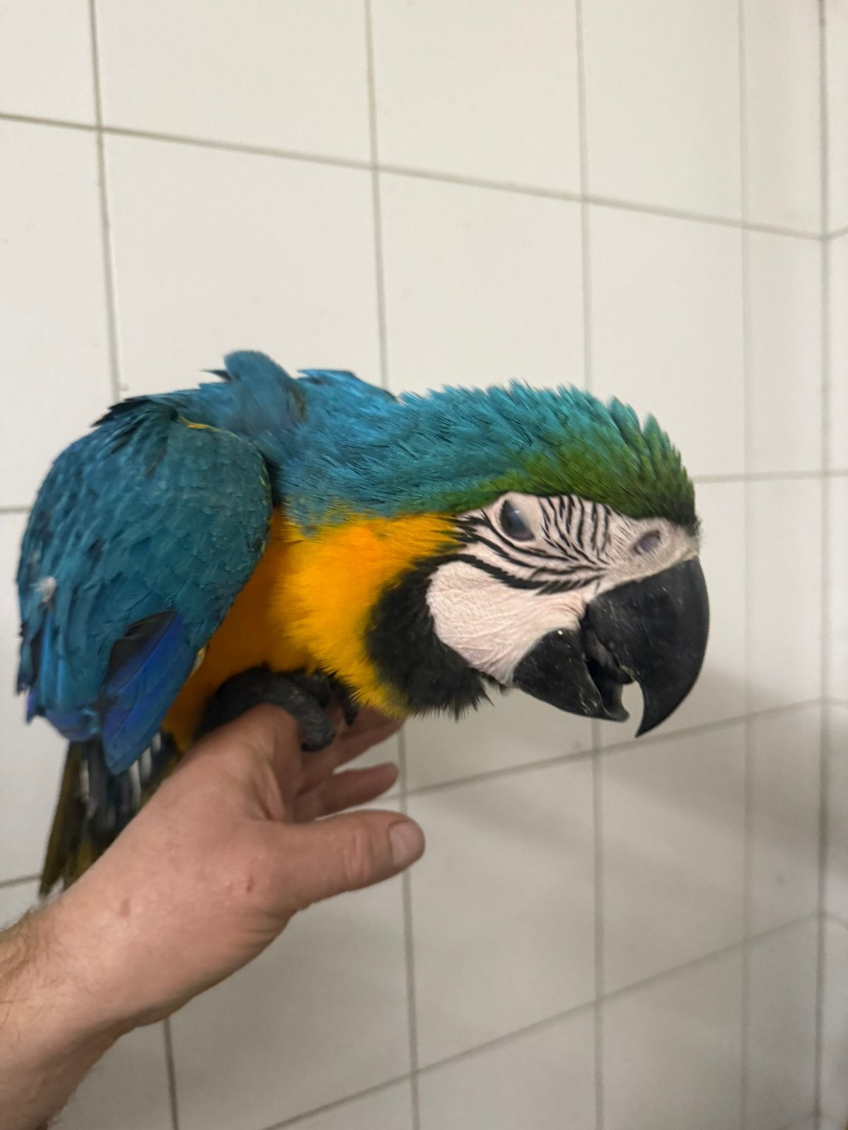 Lieve jonge tamme eigen kweek blauwgele ara man 16 weken, Dieren en Toebehoren, Mannelijk, Papegaai, Geringd