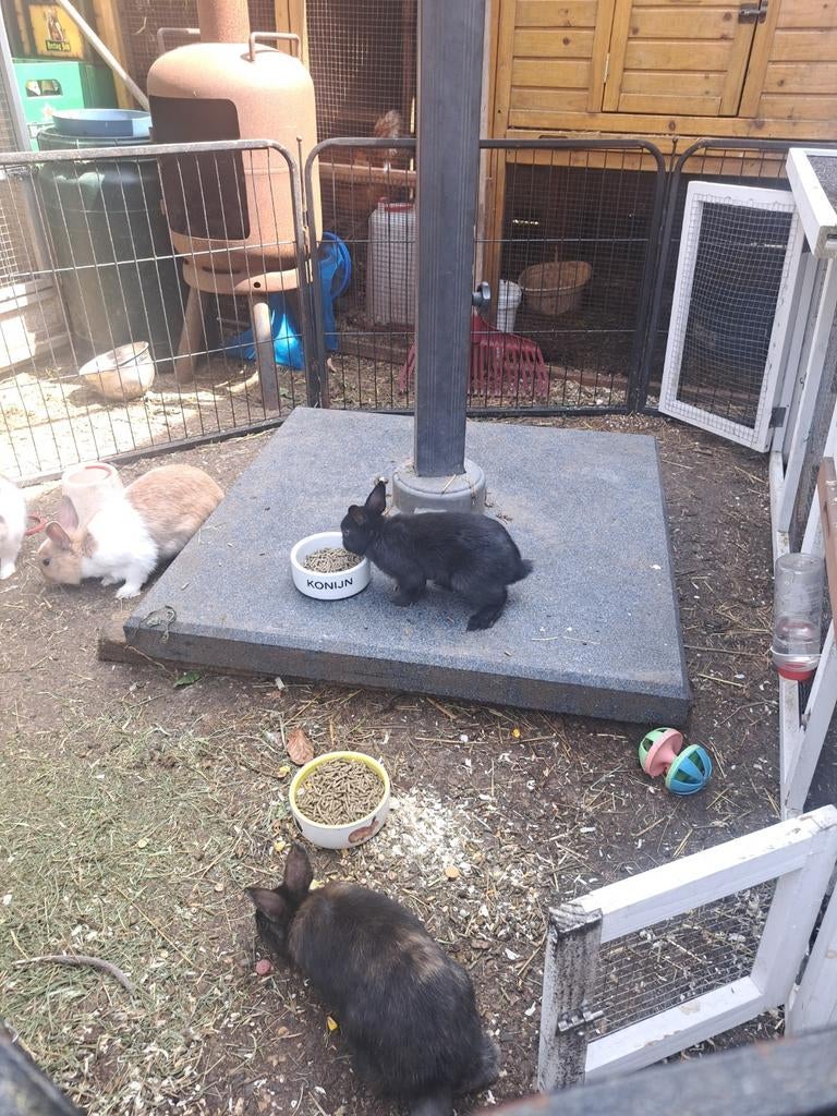 Hollander voedster, Meerdere dieren, Dwerg
