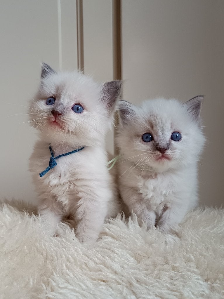 Prachtige Nebelung x Ragdoll kittens, liefdevol opgegroeid, Meerdere dieren, Ontwormd, 0 tot 2 jaar