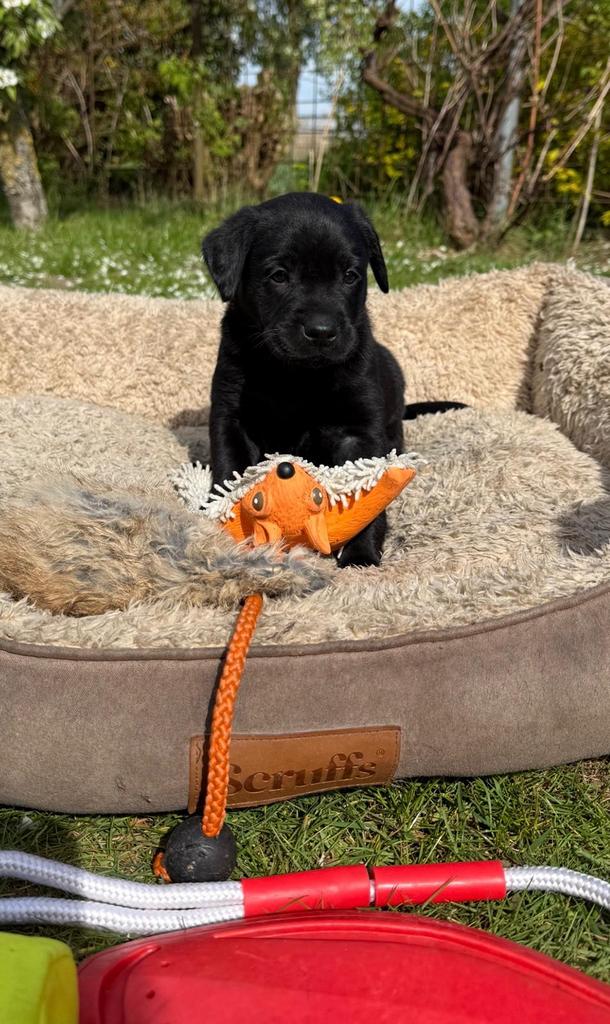Labrador pup met stamboom te koop, Parvo, 8 tot 15 weken, Teef, Labrador retriever