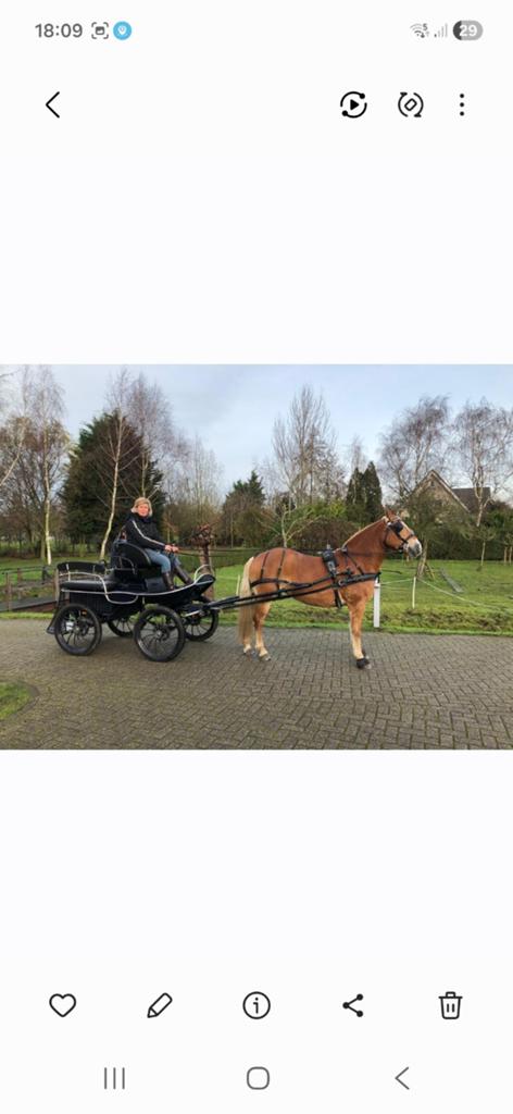 Marathon/recreatie wagen., Nieuw, Pony