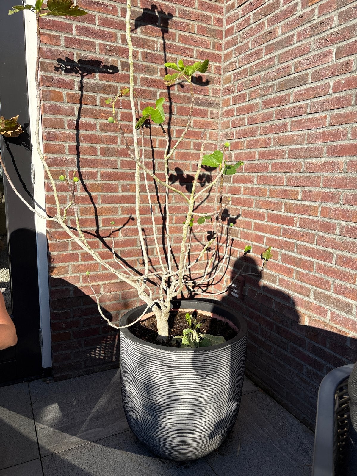 Vijgenboom in pot - 2 stuks, Ophalen, Volle zon, Vaste plant, Zomer