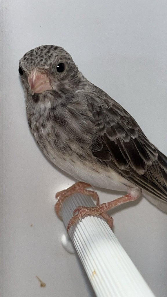 Witstuut edelzangers, Meerdere dieren, Wildzangvogel, Geringd